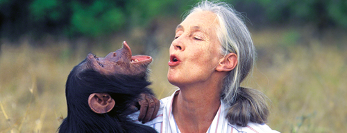 Jane Goodall: Ein Leben für die Schimpansen